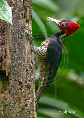 Pale-billed woodpecker (female), Costa Rica