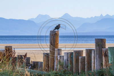 Raven in lyrical coastal landscape, British Columbia, Canada