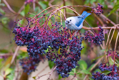 Blue-gray tanager, Costa Rica