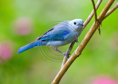 Blue-gray tanager, Costa Rica
