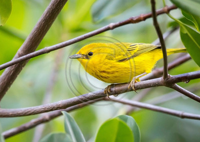 Yellow warbler, Cuba