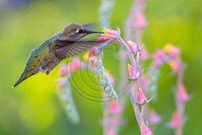 Anna's hummingbird & flowering succulent