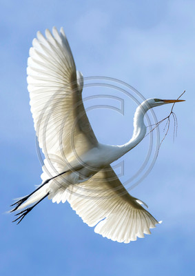 Great egret with nesting material
