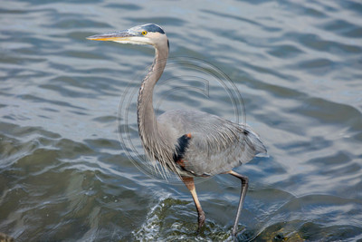 Great blue heron