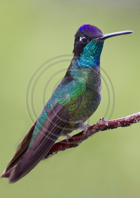 Talamanca hummingbird, Costa Rica