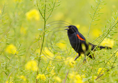 Red-winged blackbird in field of mustard