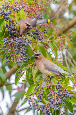 Cedar waxwings feeding on privet berries
