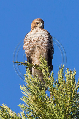 Red-tailed hawk (#2)