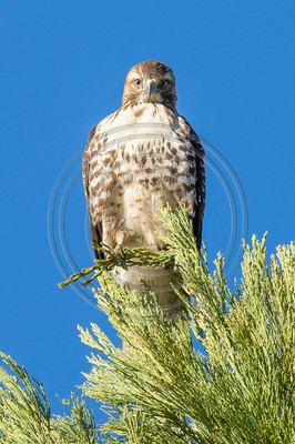 Red-tailed hawk (#3)