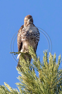 Red-tailed hawk (#1)