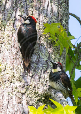 Pair of acorn woodpeckers in liquid amber tree