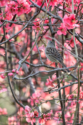 Taste of Spring - Golden-crowned sparrow in quince bush