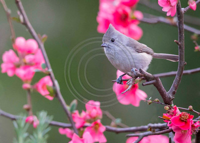 Oak titmouse perched on quince