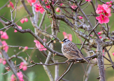 White-crowned sparrow in quince bush