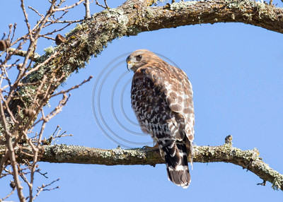 Red-shouldered hawk