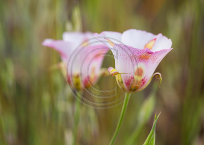 Mariposa lilies, Pinnacles National Monument, Calif.