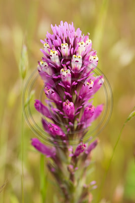 Red owl's clover