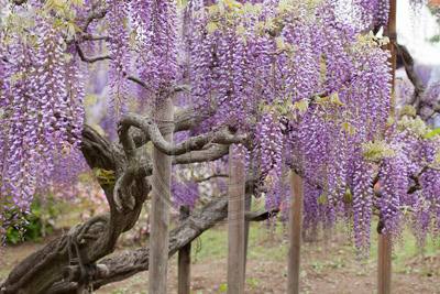 Wisteria, Ashikaga Flower Garden, Japan (#5)