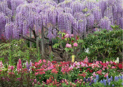 Wisteria, Ashikaga Flower Garden, Japan (#3)