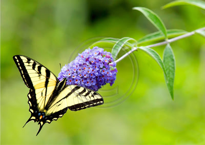 Western Tiger Swallowtail on buddleia, Hallberg Butterfly Garden