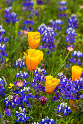 California poppies, lupine, and owl's clover