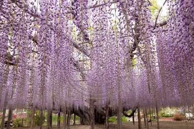 Wisteria, Ashikaga Flower Garden, Japan (#2)