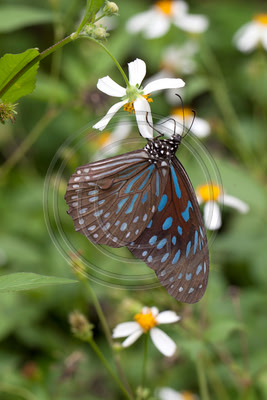 Blue Glassy Tiger butterfly at Cuc Phuong National Park, Vietnam
