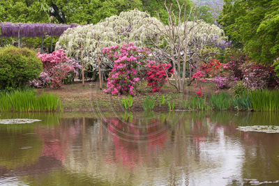 Ashikaga Flower Garden, Japan