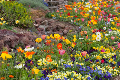 Poppy garden