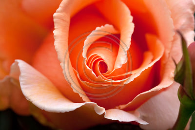 Peach-colored rosebud