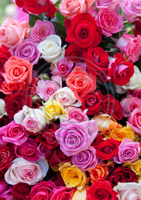 Riot of roses, Ocotlan, Mexico