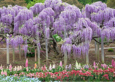 Wisteria garden, Ashikaga Flower Park, Japan  (#1)