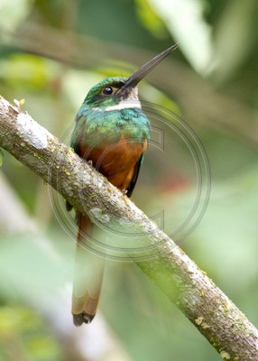 Rufous-tailed Jacamar, Costa Rica