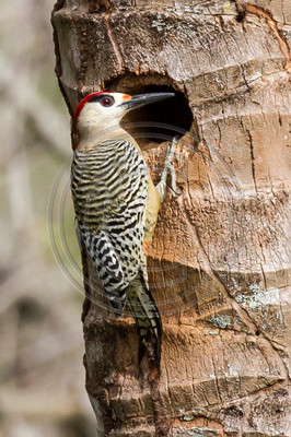 West Indian woodpecker, Cuba