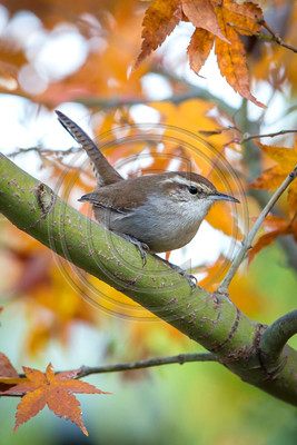 Bewick's wren in maple tree (V)