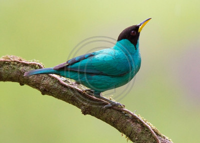 Green honeycreeper, Costa Rica