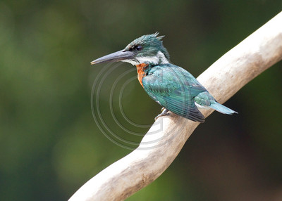 Ringed kingfisher, Costa Rica