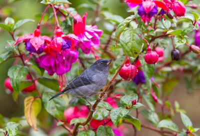 Slaty Flowerpiercer, Costa Rica