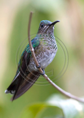 White-necked jacobin, Trinidad & Tobago
