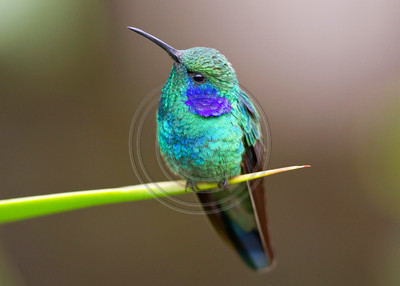 Green violetear, Costa Rica