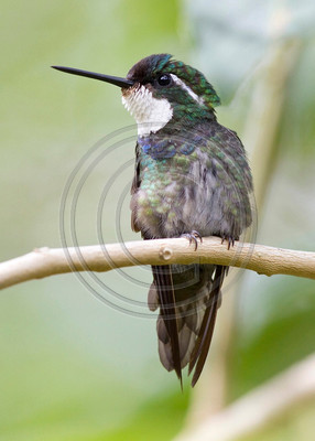 White-throated Moutain-gem, Costa Rica
