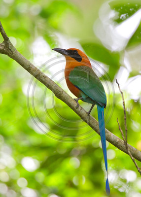 Rufous motmot, Costa Rica
