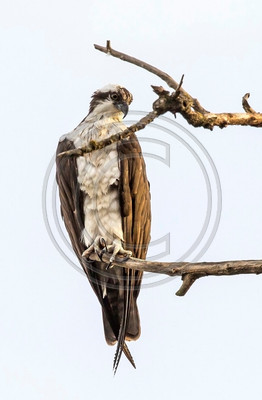 Osprey