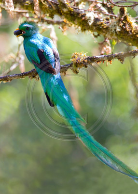 Respendent Quetzal with food for young, Costa Rica