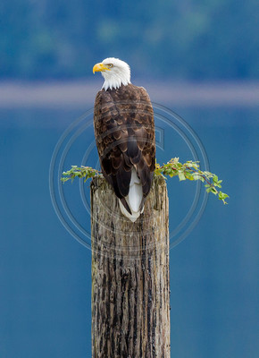 Bald eagle, Hood Canal, Washington state