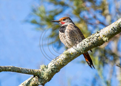 Northern flicker