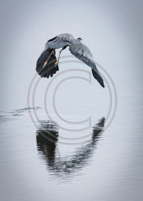 Great Blue - Great blue heron taking flight on an overcast day in Bodega Bay, CA