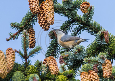 Red-breasted nuthatch, Oregon