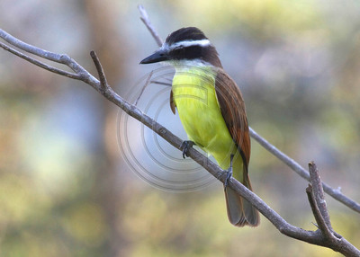 Great kiskadee, Trinidad & Tobago