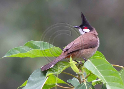 Red-whiskered Bulbul, Vietnam